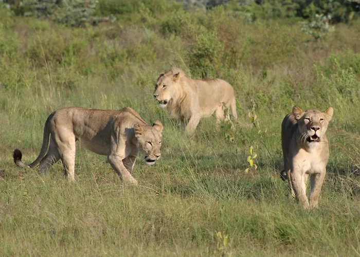 Bontle Lodge
